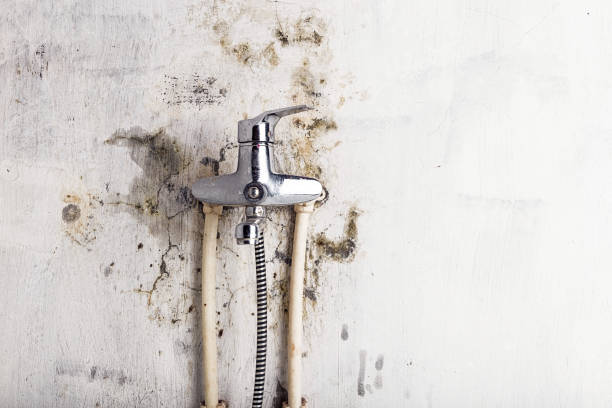 Best Mold Remediation  in Coosada, AL