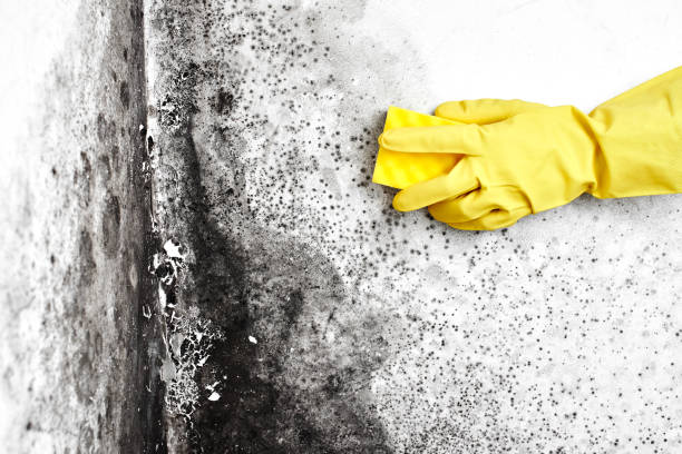 Best Black Mold Removal  in Coosada, AL