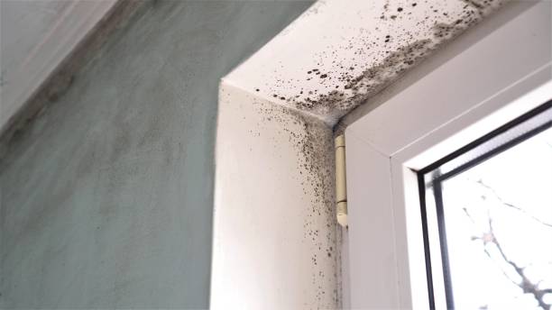 Best Mold Inspection  in Coosada, AL