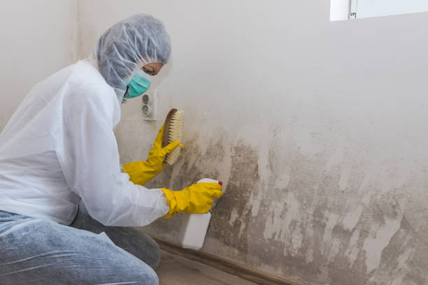 Best Local Mold Removal Service  in Coosada, AL