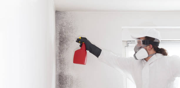 Best Affordable Mold Removal  in Coosada, AL