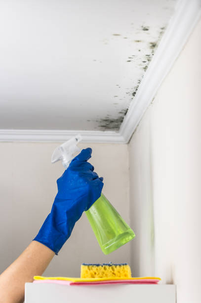 Best Fast Mold Removal  in Coosada, AL