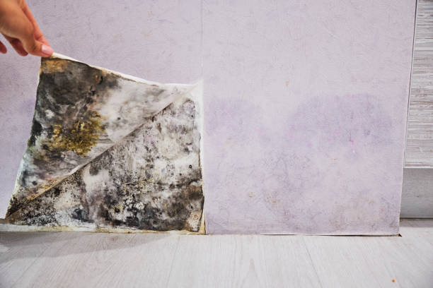 Best Office Mold Removal Services  in Coosada, AL